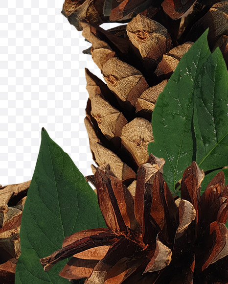 4 from Forest motives on Yellow Images Creative Fonts - S37647