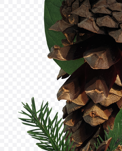 ! from Forest motives on Yellow Images Creative Fonts - S37654