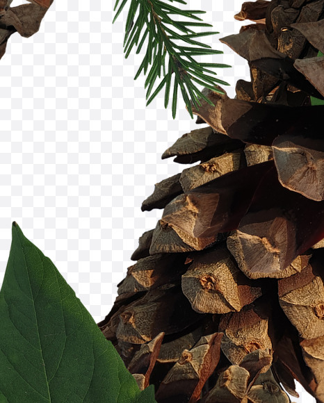 ? from Forest motives on Yellow Images Creative Fonts - S37653