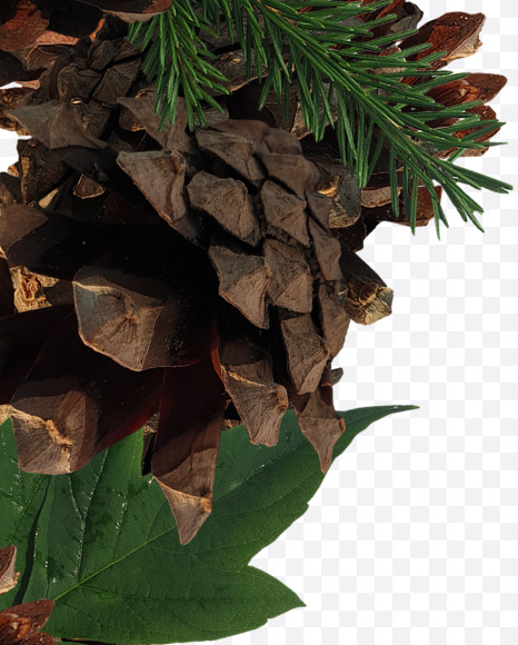 2 from Forest motives on Yellow Images Creative Fonts - S37645