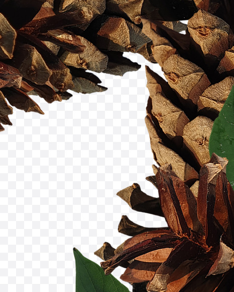 1 from Forest motives on Yellow Images Creative Fonts - S37644