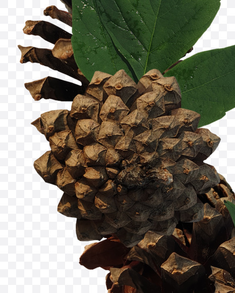 Letter O from Forest motives on Yellow Images Creative Fonts - S37631