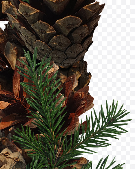 Letter N from Forest motives on Yellow Images Creative Fonts - S37630