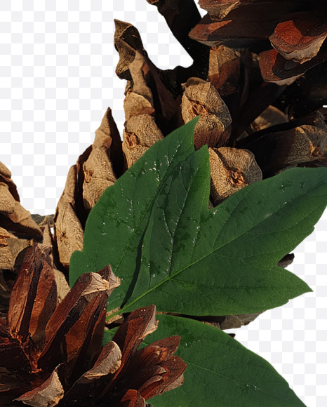 Letter X from Forest motives on Yellow Images Creative Fonts - S37640