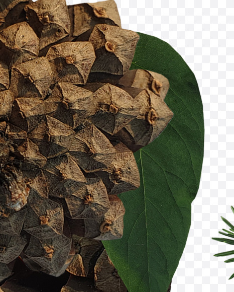 signs from Forest motives on Yellow Images Creative Fonts - S37656