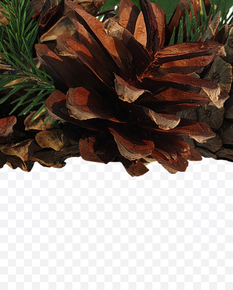 Letter L from Forest motives on Yellow Images Creative Fonts - S37628