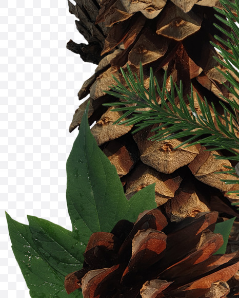 Letter W from Forest motives on Yellow Images Creative Fonts - S37639