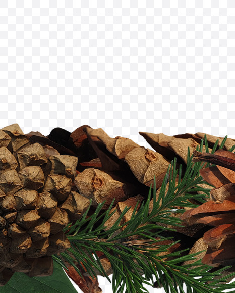 Letter E from Forest motives on Yellow Images Creative Fonts - S37621