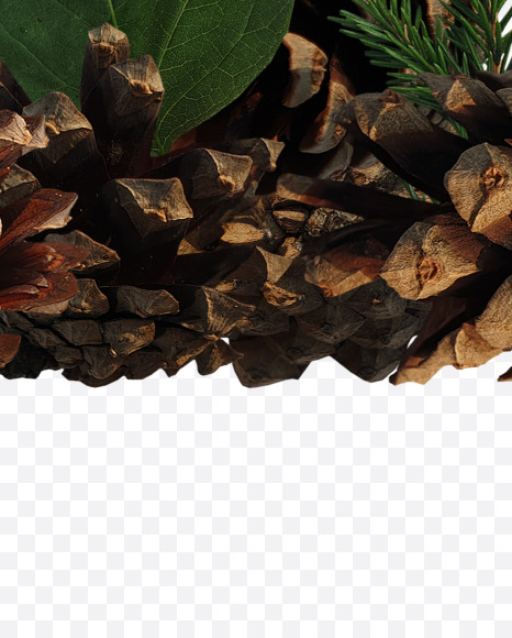 Letter I from Forest motives on Yellow Images Creative Fonts - S37625