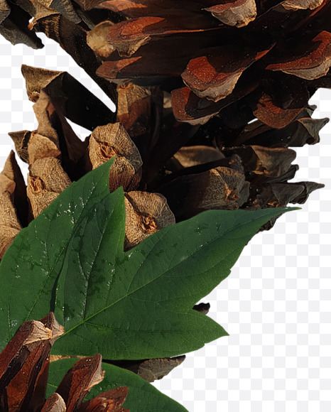 7 from Forest motives on Yellow Images Creative Fonts - S37650