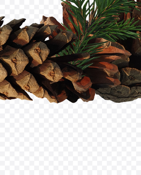 Letter C from Forest motives on Yellow Images Creative Fonts - S37619