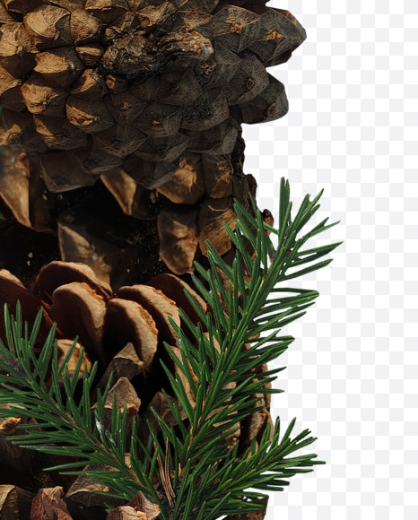 Letter J from Forest motives on Yellow Images Creative Fonts - S37626