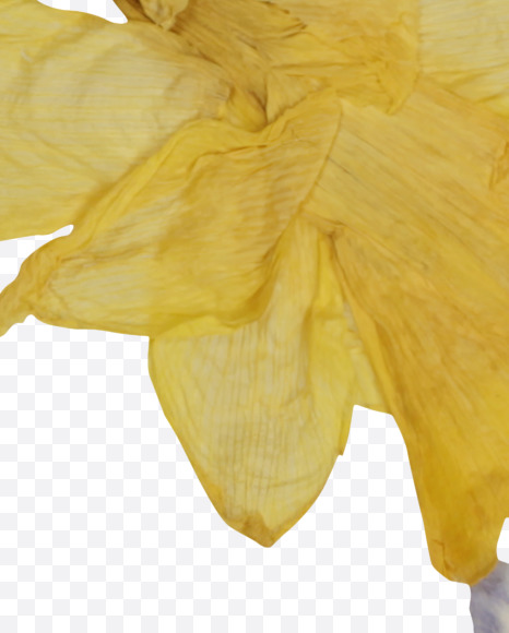 Letter D from Herbarium Font on Yellow Images Creative Fonts - S39178