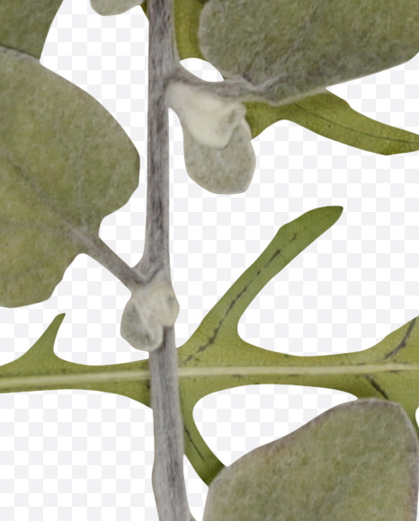 euro from Herbarium Font on Yellow Images Creative Fonts - S39214