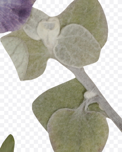 Letter N from Herbarium Font on Yellow Images Creative Fonts - S39188