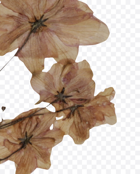 Letter R from Herbarium Font on Yellow Images Creative Fonts - S39192