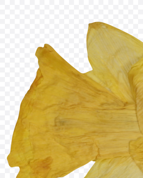 Letter T from Herbarium Font on Yellow Images Creative Fonts - S39194