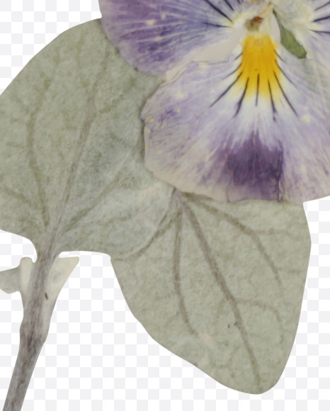 Letter A from Herbarium Font on Yellow Images Creative Fonts - S39175