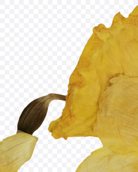 ? from Herbarium Font on Yellow Images Creative Fonts - S39212