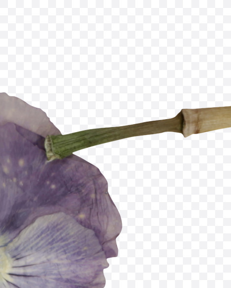 Letter P from Herbarium Font on Yellow Images Creative Fonts - S39190