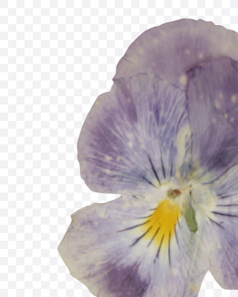 Letter U from Herbarium Font on Yellow Images Creative Fonts - S39195