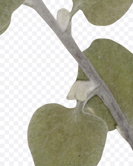 Letter V from Herbarium Font on Yellow Images Creative Fonts - S39196