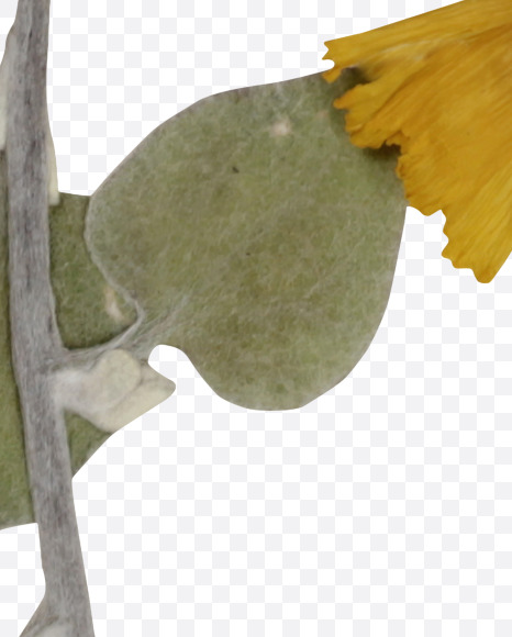 6 from Herbarium Font on Yellow Images Creative Fonts - S39206