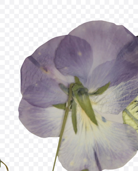 Letter O from Herbarium Font on Yellow Images Creative Fonts - S39189