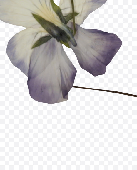 Letter C from Herbarium Font on Yellow Images Creative Fonts - S39177