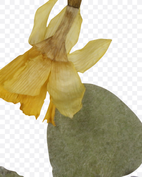 Letter B from Herbarium Font on Yellow Images Creative Fonts - S39176