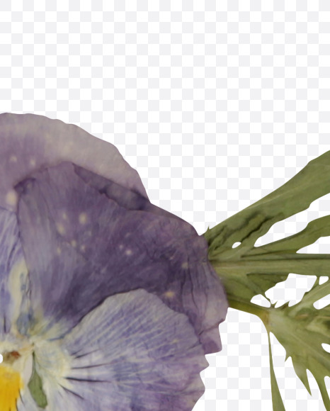 Letter F from Herbarium Font on Yellow Images Creative Fonts - S39180