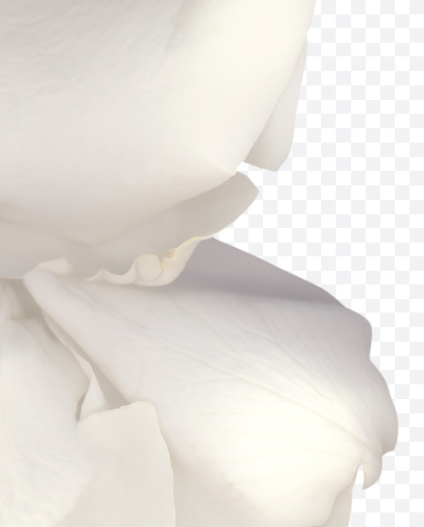 ! from White Rose Font on Yellow Images Creative Fonts - S39531