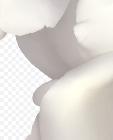 ? from White Rose Font on Yellow Images Creative Fonts - S39532