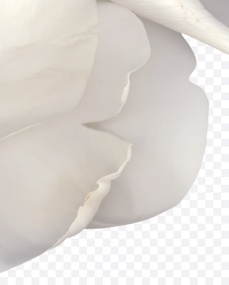 Letter V from White Rose Font on Yellow Images Creative Fonts - S39516