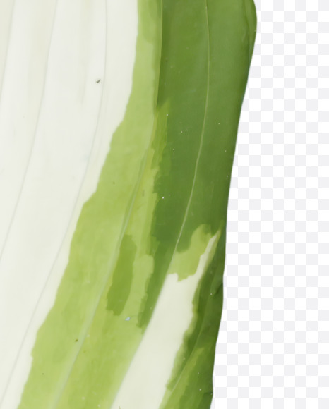 1 from Pipal leaves font on Yellow Images Creative Fonts - S39696