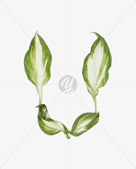 U