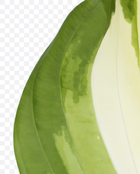 Letter L from Pipal leaves font on Yellow Images Creative Fonts - S39681