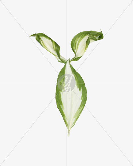 Y