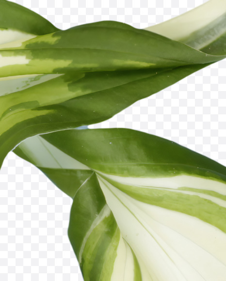 8 from Pipal leaves font on Yellow Images Creative Fonts - S39703