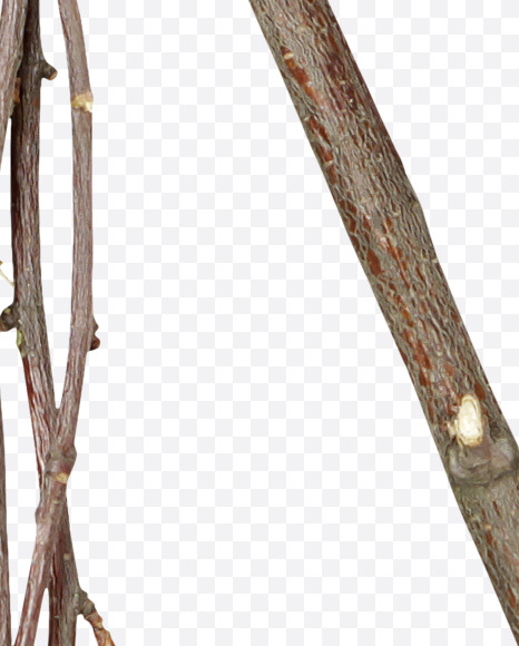 Letter N from Twigs Brown Font on Yellow Images Creative Fonts - S41181