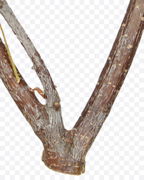 Letter V from Twigs Brown Font on Yellow Images Creative Fonts - S41189