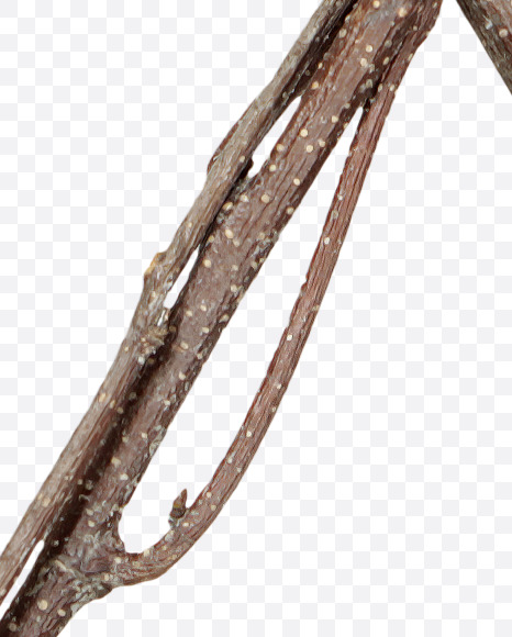 Letter X from Twigs Brown Font on Yellow Images Creative Fonts - S41191