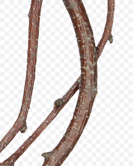 3 from Twigs Brown Font on Yellow Images Creative Fonts - S41196