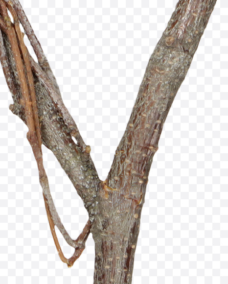 Letter Y from Twigs Brown Font on Yellow Images Creative Fonts - S41192