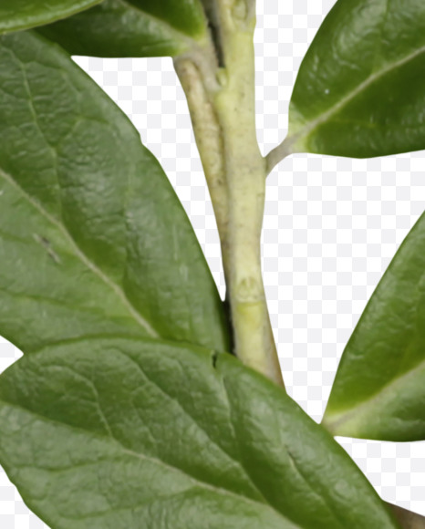 Letter U from Cowberry Font on Yellow Images Creative Fonts - S42391