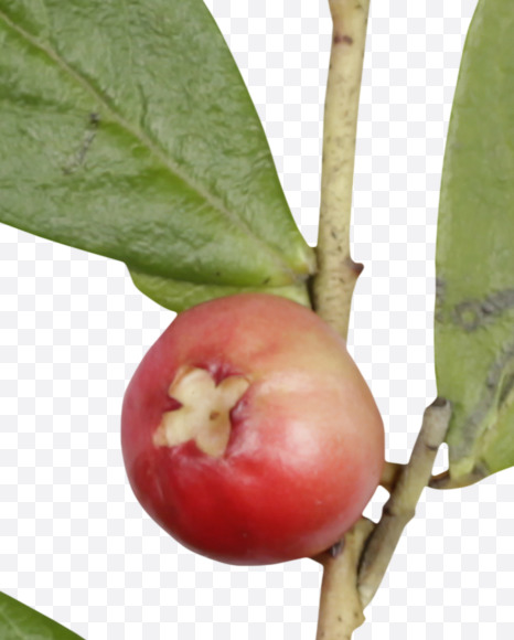 1 from Cowberry Font on Yellow Images Creative Fonts - S42397