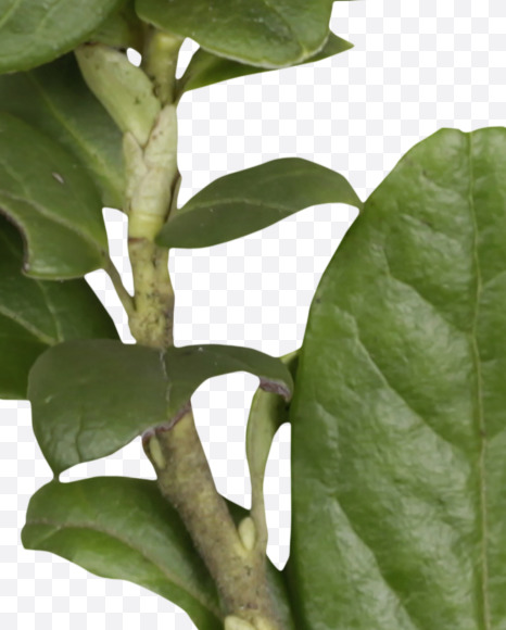 Letter W from Cowberry Font on Yellow Images Creative Fonts - S42393