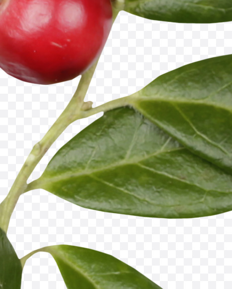 Letter Q from Cowberry Font on Yellow Images Creative Fonts - S42387