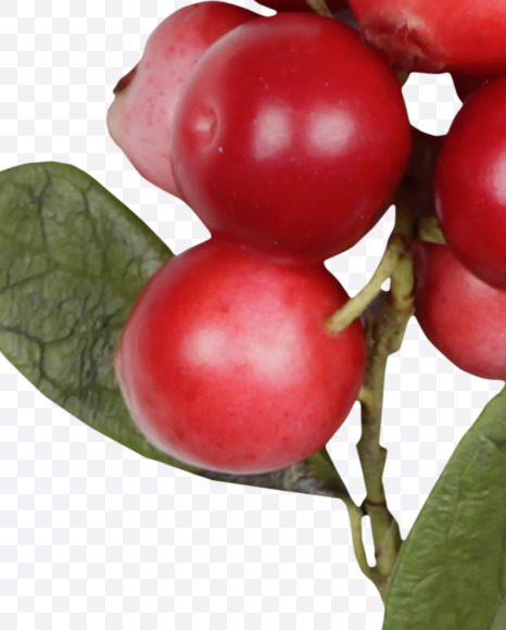 Letter F from Cowberry Font on Yellow Images Creative Fonts - S42376