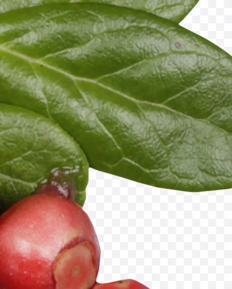 8 from Cowberry Font on Yellow Images Creative Fonts - S42404